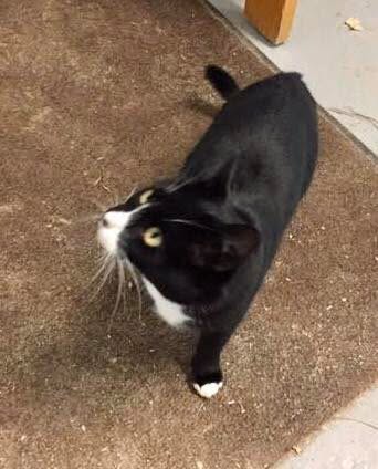 Cat cared for through Pet Projects community programs