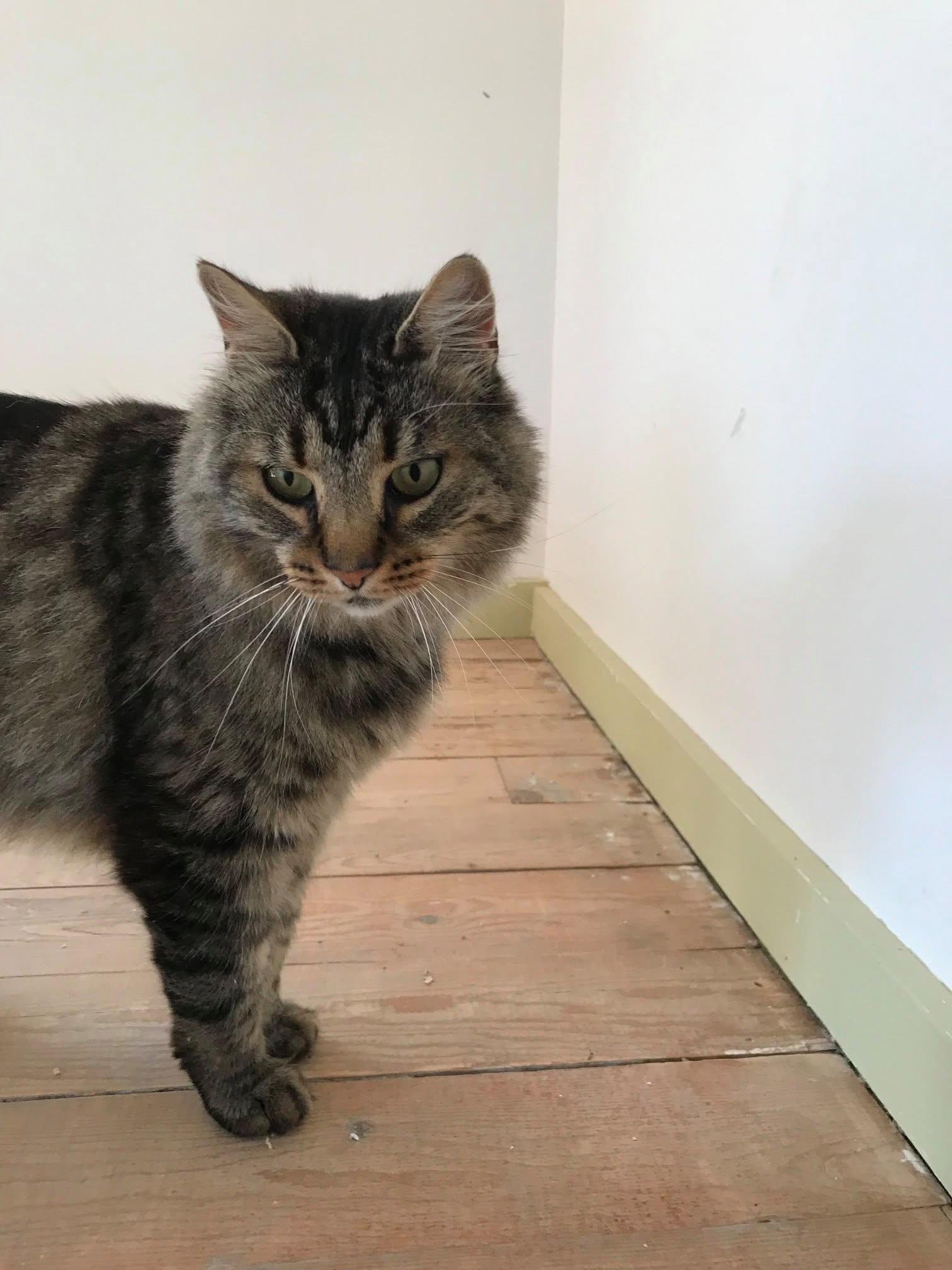 Companion cat supported by Pet Projects animal welfare work