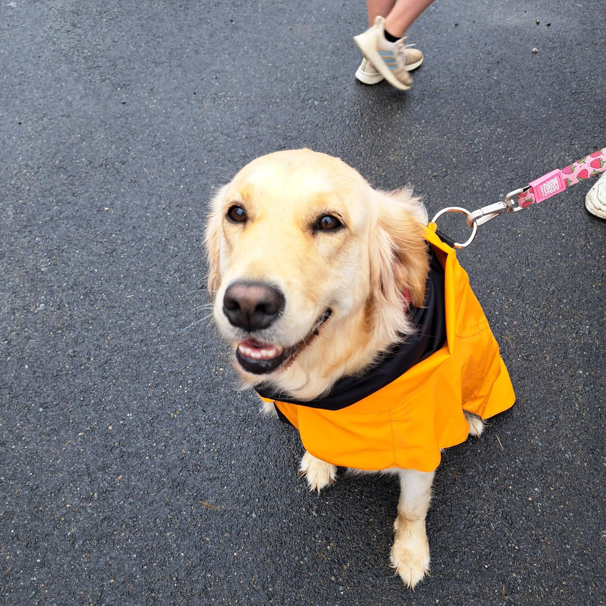 Dog supported through Pet Projects community animal welfare work