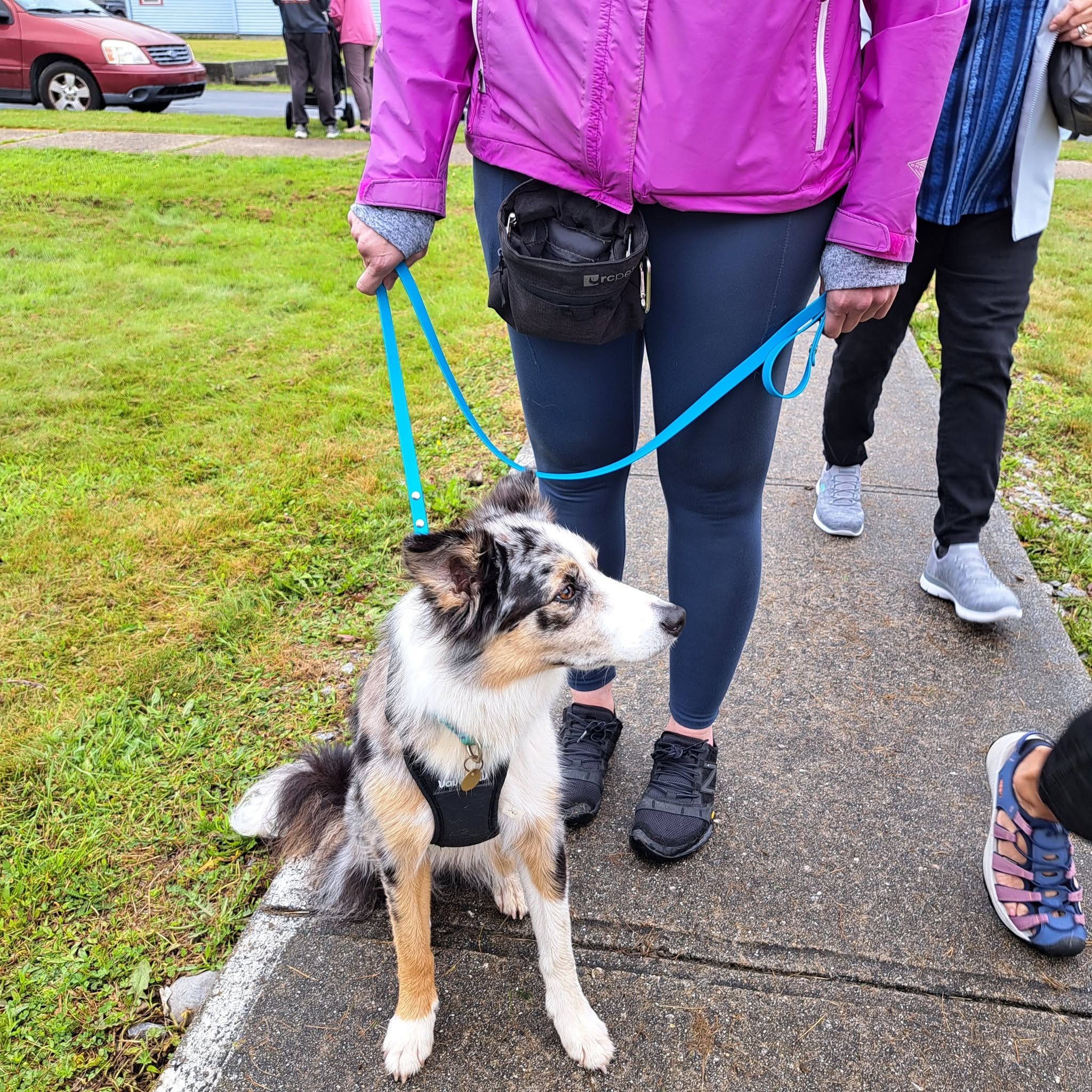Dog in Shelburne County benefiting from Pet Projects support