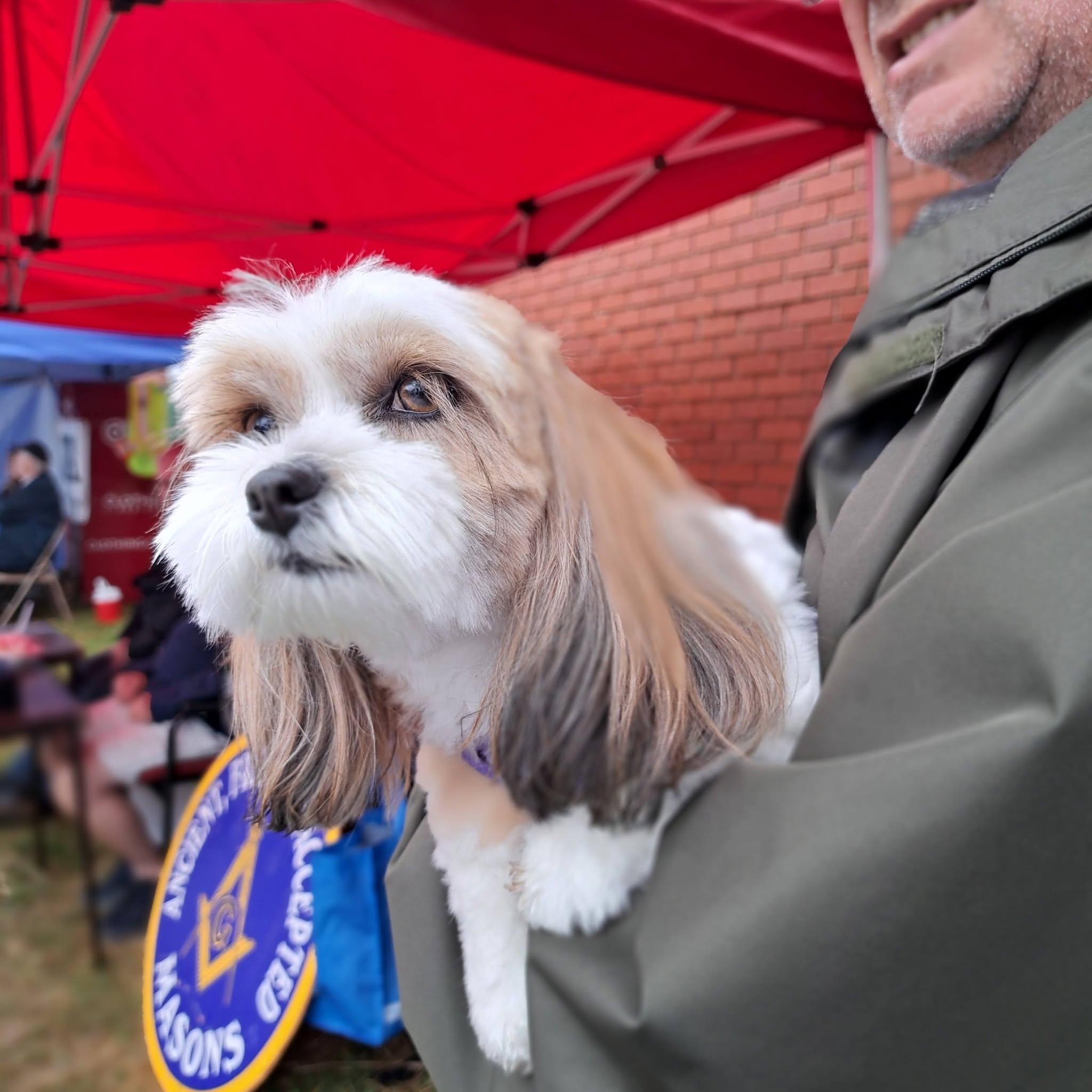 Companion dog helped by Pet Projects volunteers and partners