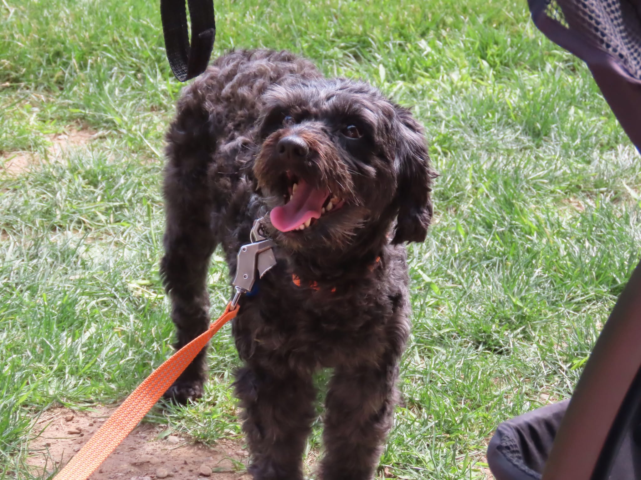 Adorable dog ready for a loving home through partner rescues