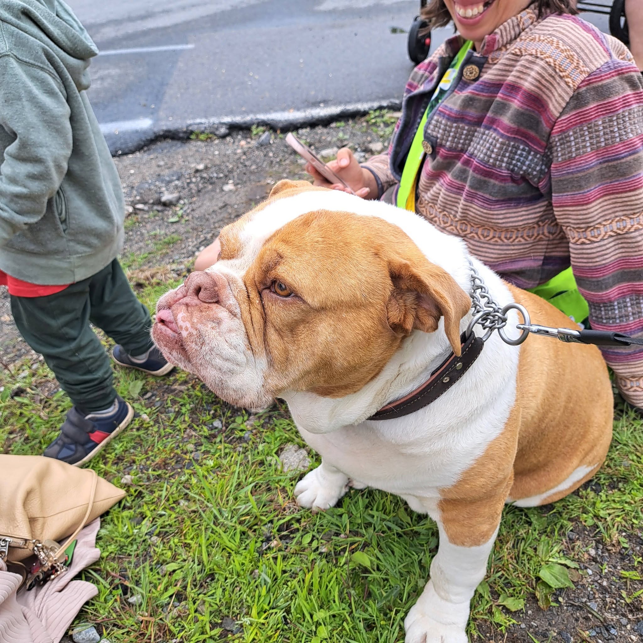 Pet helped by donations to Pet Projects programs