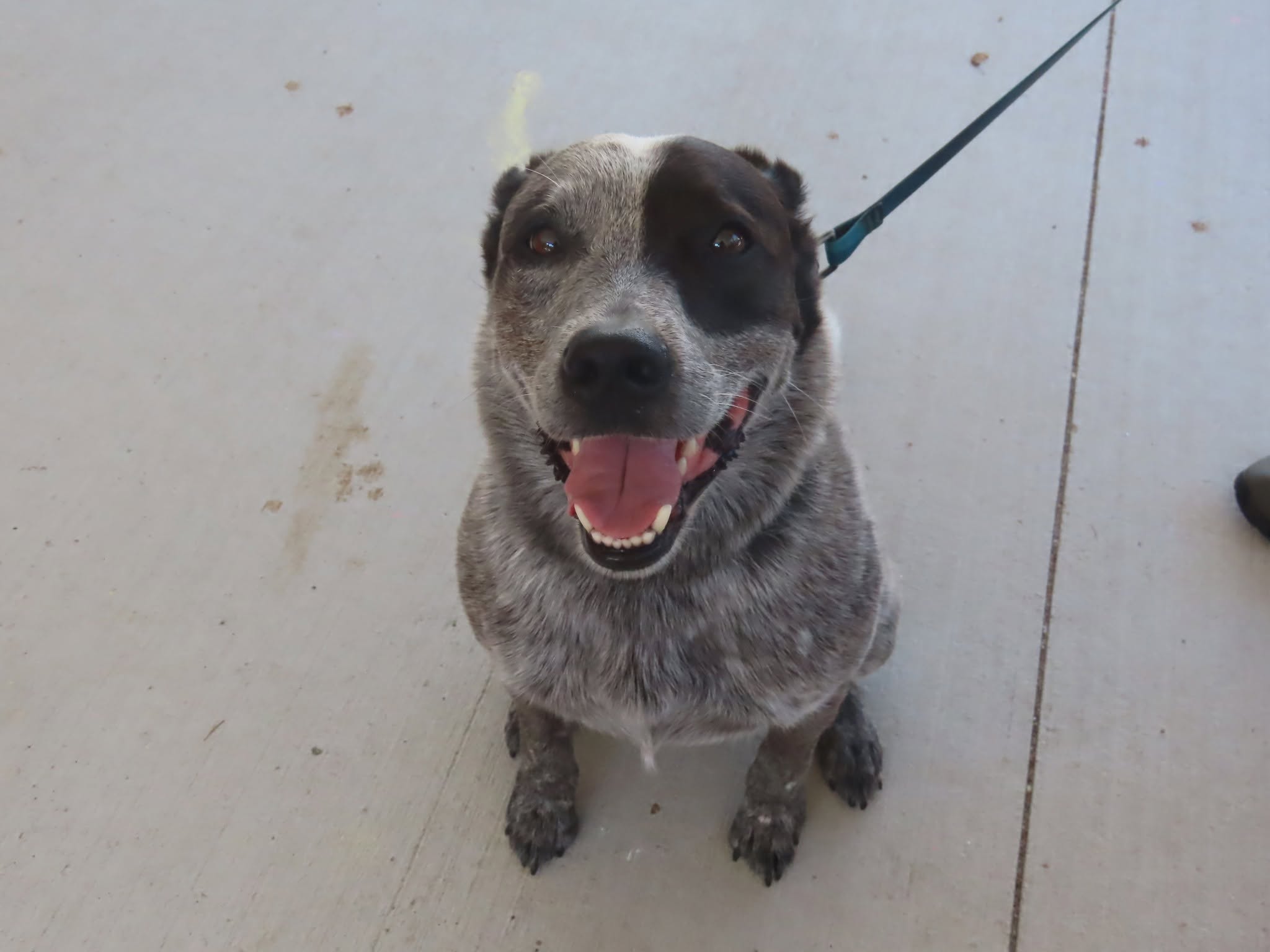 Friendly dog available through Pet Projects partner adoption pathways